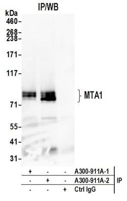 MTA1 Rabbit anti-Human, Mouse, Polyclonal, Bethyl Laboratories 100 &mu;L;
