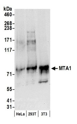 MTA1 Polyclonal Antibody, Bethyl Laboratories 20 &mu;L; Unconjugated:Antibodies,