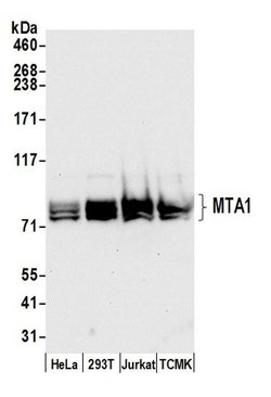 MTA1 Rabbit anti-Human, Mouse, Polyclonal, Bethyl Laboratories 100 &mu;L;