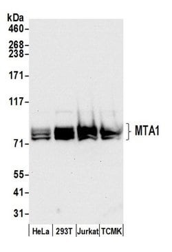 MTA1 Polyclonal Antibody, Bethyl Laboratories:Antibodies:Primary Antibodies