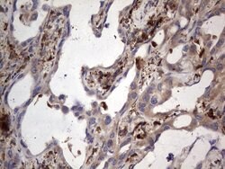 MTDH Mouse anti-Human, Clone: OTI2H4, lyophilized, TrueMAB 100 &mu;g; Unconjugated:Antibodies,