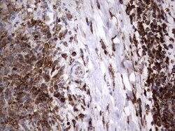 MTDH Mouse anti-Human, Clone: OTI2H4, lyophilized, TrueMAB 100 &mu;g; Unconjugated:Antibodies,