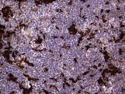 MTDH Mouse anti-Human, Clone: OTI2H4, lyophilized, TrueMAB 100 &mu;g; Unconjugated:Antibodies,