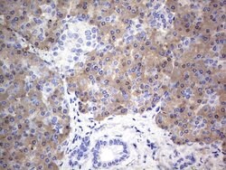 MTDH Mouse anti-Human, Clone: OTI2F11, lyophilized, TrueMAB 100 &mu;g;