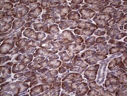 MTDH Mouse anti-Human, Clone: OTI1H1, lyophilized, TrueMAB 100 &mu;g; Unconjugated:Antibodies,