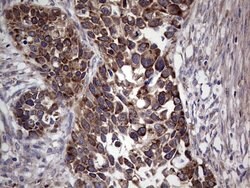 MTDH Mouse anti-Human, Clone: OTI1H1, lyophilized, TrueMAB 100 &mu;g; Unconjugated:Antibodies,
