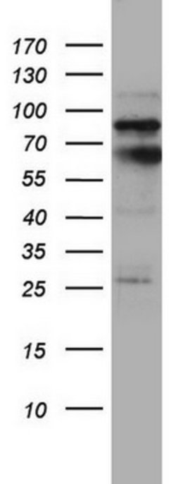 MTDH Mouse anti-Human, Clone: OTI2F11, lyophilized, TrueMAB 100 &mu;g;