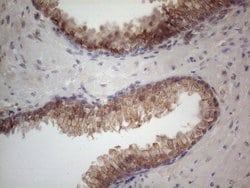 MTF1 Mouse anti-Human, Clone: OTI2F3, lyophilized, TrueMAB 100 &mu;g; Unconjugated:Antibodies,