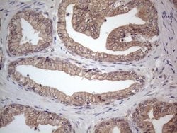 MTF1 Mouse anti-Human, Clone: OTI2F3, lyophilized, TrueMAB 100 &mu;g; Unconjugated:Antibodies,