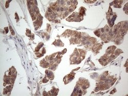 MTF1 Mouse anti-Human, Clone: OTI2F3, lyophilized, TrueMAB 100 &mu;g; Unconjugated:Antibodies,