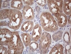 MTF1 Mouse anti-Human, Clone: OTI2F3, lyophilized, TrueMAB 100 &mu;g; Unconjugated:Antibodies,