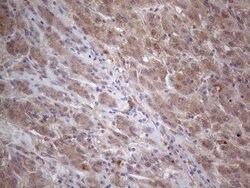 MTF1 Mouse anti-Human, Clone: OTI2F3, lyophilized, TrueMAB 100 &mu;g; Unconjugated:Antibodies,