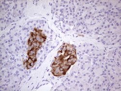 MTF1 Mouse anti-Human, Clone: OTI7D6, liquid, TrueMAB 100 &mu;L; Unconjugated:Antibodies,