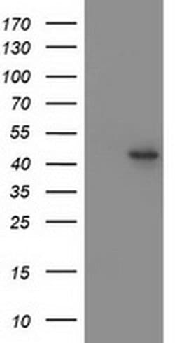 MTFMT Mouse anti-Human, Clone: OTI1B10, liquid, TrueMAB 100 &mu;L; Unconjugated:Antibodies,