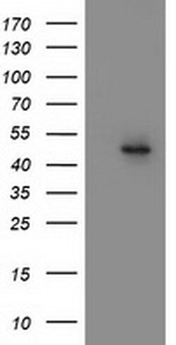 MTFMT Monoclonal Antibody (OTI1D4), TrueMAB , OriGene:Antibodies:Primary