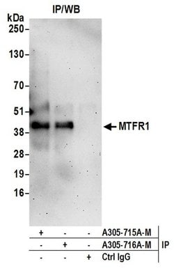 MTFR1 Polyclonal Antibody, Bethyl Laboratories 20 &mu;L; Unconjugated:Antibodies,