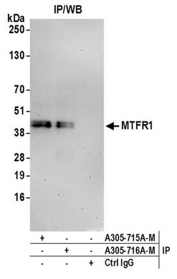 MTFR1 Polyclonal Antibody, Bethyl Laboratories 20 &mu;L; Unconjugated:Antibodies,