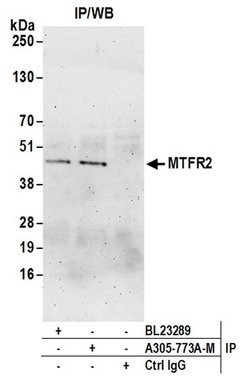 MTFR2 Polyclonal Antibody, Bethyl Laboratories 20 &mu;L; Unconjugated:Antibodies,