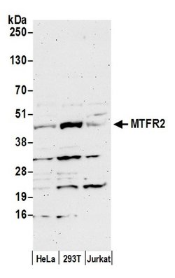 MTFR2 Polyclonal Antibody, Bethyl Laboratories 20 &mu;L; Unconjugated:Antibodies,