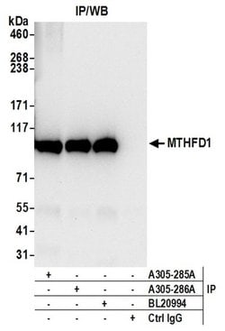 MTHFD1 Rabbit anti-Human, Mouse, Polyclonal, Bethyl Laboratories 100 &mu;L;