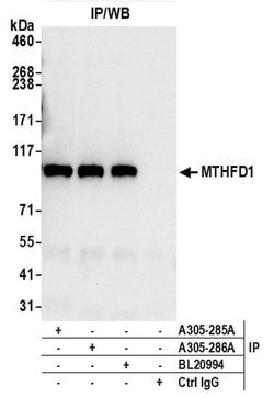 MTHFD1 Rabbit anti-Human, Mouse, Polyclonal, Bethyl Laboratories 100 &mu;l;