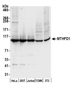 MTHFD1 Rabbit anti-Human, Mouse, Polyclonal, Bethyl Laboratories 100 &mu;L;
