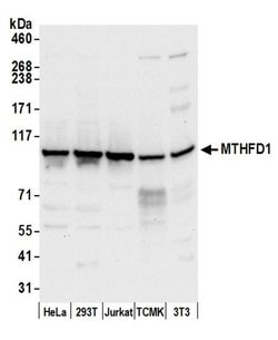 MTHFD1 Polyclonal Antibody, Bethyl Laboratories 20 &mu;L; Unconjugated:Antibodies,