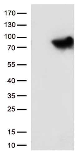 MTHFR Monoclonal Antibody (OTI3H5), TrueMAB , OriGene:Antibodies:Primary