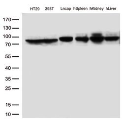 MTHFR Mouse anti-Human, Clone: OTI2H3, lyophilized, TrueMAB 100 &mu;g;