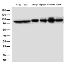 MTHFR Monoclonal Antibody (OTI2H3), TrueMAB , OriGene:Antibodies:Primary