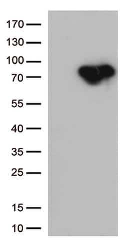 MTHFR Monoclonal Antibody (OTI2B4), TrueMAB , OriGene:Antibodies:Primary