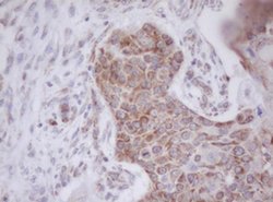 MTIF3 Mouse anti-Canine, Human, Mouse, Clone: OTI1E8, liquid, TrueMAB 100