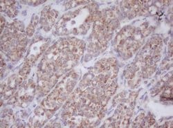 MTIF3 Mouse anti-Canine, Human, Mouse, Clone: OTI1E8, liquid, TrueMAB 100