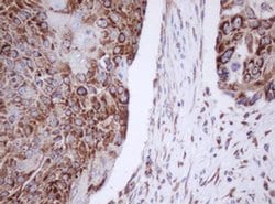 MTIF3 Monoclonal Antibody (OTI4B6), TrueMAB , OriGene 100 &mu;L; Unconjugated:Antibodies,