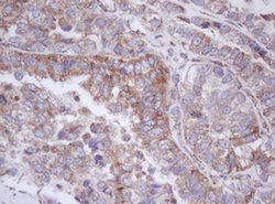 MTIF3 Monoclonal Antibody (OTI4B6), TrueMAB , OriGene 100 &mu;L; Unconjugated:Antibodies,