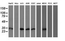 MTIF3 Mouse anti-Canine, Human, Mouse, Clone: OTI1E8, liquid, TrueMAB 100