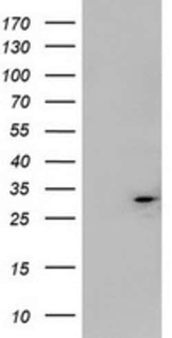 MTIF3 Mouse anti-Canine, Human, Clone: OTI3C10, lyophilized, TrueMAB 100