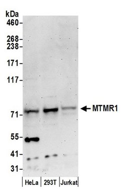 MTMR1 Polyclonal Antibody, Bethyl Laboratories 20 &mu;L; Unconjugated:Antibodies,