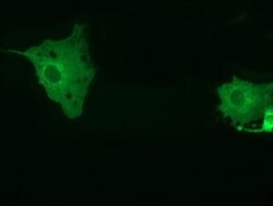 MTMR14 Monoclonal Antibody (OTI9G9), TrueMAB , OriGene 30 &mu;L; Unconjugated:Antibodies,