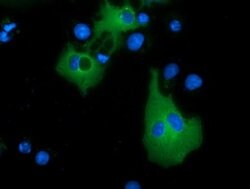 MTMR14 Monoclonal Antibody (OTI7F2), TrueMAB , OriGene 100 &mu;L; Unconjugated:Antibodies,