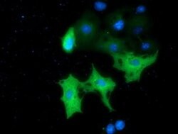 MTMR14 Monoclonal Antibody (OTI6B6), TrueMAB , OriGene 30 &mu;L; Unconjugated:Antibodies,