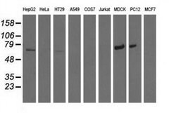 MTMR14 Monoclonal Antibody (OTI6B6), TrueMAB , OriGene 30 &mu;L; Unconjugated:Antibodies,