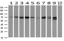 MTMR14 Monoclonal Antibody (OTI6B6), TrueMAB , OriGene:Antibodies:Primary