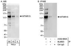 MTMR15 Rabbit anti-Human, Polyclonal, Bethyl Laboratories 100 &mu;L; Unconjugated:Antibodies,