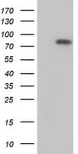 MTMR2 Mouse anti-Human, Clone: OTI5G5, lyophilized, TrueMAB 100 &mu;g;