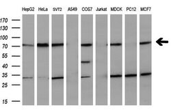 MTMR2 Mouse anti-Human, Clone: OTI5G5, lyophilized, TrueMAB 100 &mu;g;