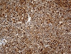 MTOR Monoclonal Antibody (OTI4A7), TrueMAB , OriGene 100 &mu;L; Unconjugated:Antibodies,