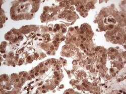 MTOR Mouse anti-Human, Clone: OTI4A6, lyophilized, TrueMAB 100 &mu;g; Unconjugated:Antibodies,