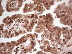 MTOR Monoclonal Antibody (OTI4A6), TrueMAB , OriGene 100 &mu;L; Unconjugated:Antibodies,