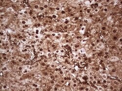 MTOR Mouse anti-Human, Clone: OTI4A6, lyophilized, TrueMAB 100 &mu;g; Unconjugated:Antibodies,